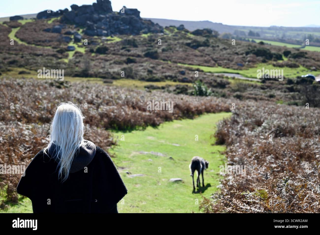 sur dartmoor devon avec un chien de loup une femme blonde marchant randonneurs glace van poney vache roches mur de pierre sèche un insecte et une journée ensoleillée Banque D'Images