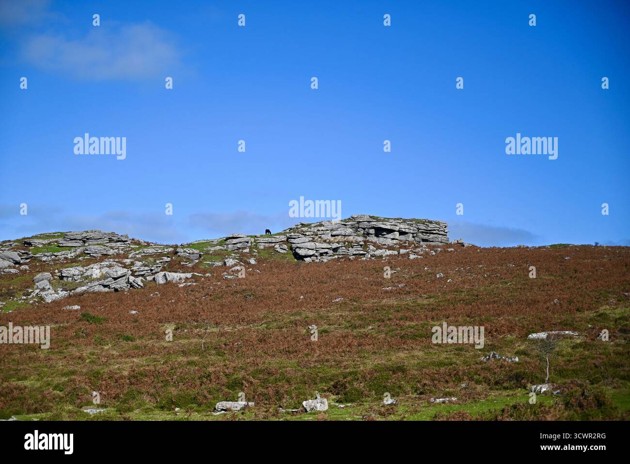 contour d'un poney sur dartmoor devon avec un chien de loup une femme blonde marchant randonneurs crème glacée van poney vache roches mur de pierre sèche un insecte et une journée ensoleillée Banque D'Images