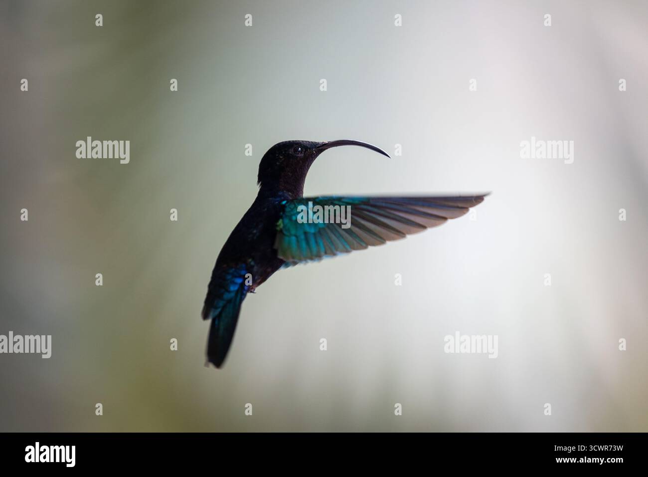 Vue d’un colibri aux plumes vertes et bleues irisées, son long bec courbé vers le bas, suspendu en plein air sur un fond légèrement flou, Banque D'Images