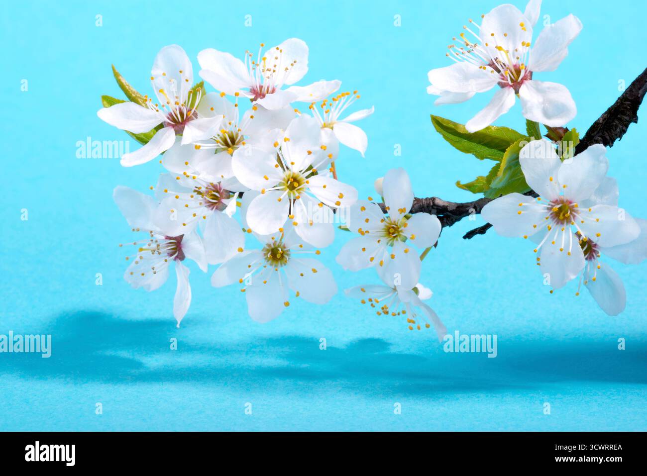 Fleurs blanches de fleur de pomme de printemps sur fond bleu Banque D'Images
