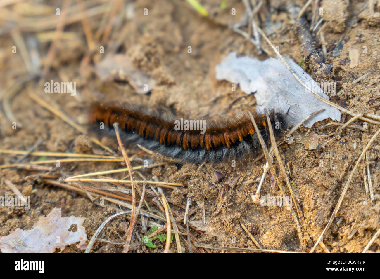 La photo montre une chenille à papillons de renard (Macrothylacia rubi) sur le sol de la forêt, son corps distinctif, noir et brun orangé se mélangeant avec le th Banque D'Images