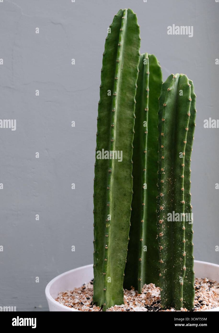 Cactus de pommes péruviennes (cereus peruvianus) ou kaktus koboi plants dans un pot Banque D'Images