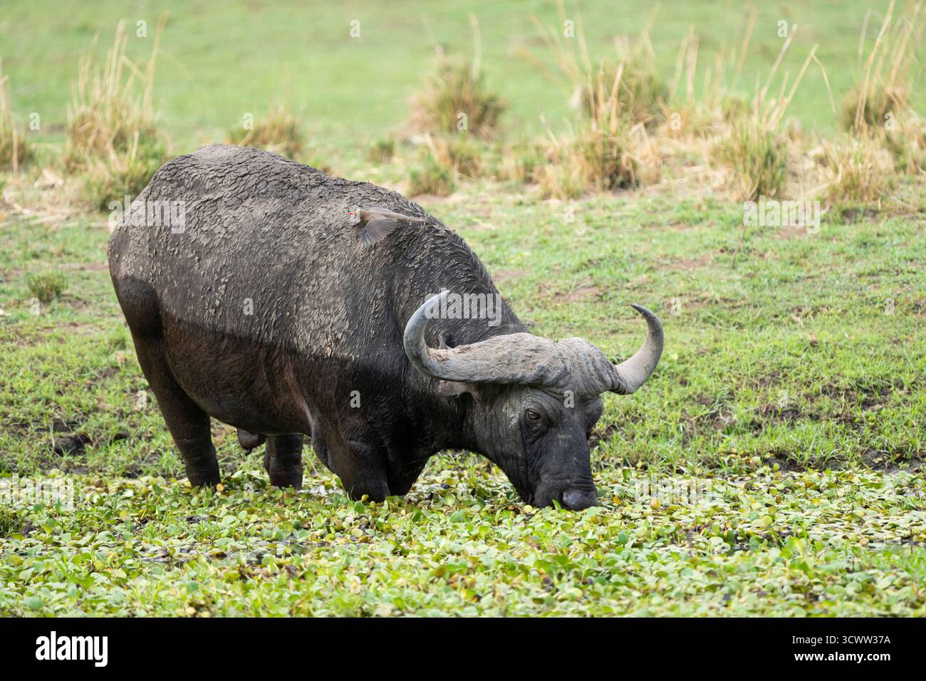 Buffle africain (Syncerus caffer), pâturant dans les zones humides. Se tient genou profond dans l'eau mangeant plan de l'eau. Parc national du Bas-Zambèze, Zambie, Afrique Banque D'Images