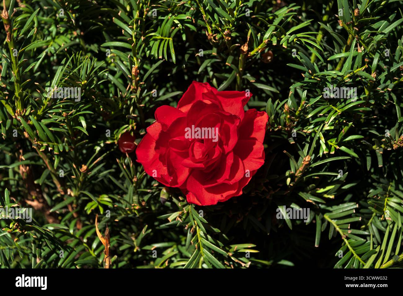 Fleur de rose rouge unique dans le feuillage vert de haie. Banque D'Images