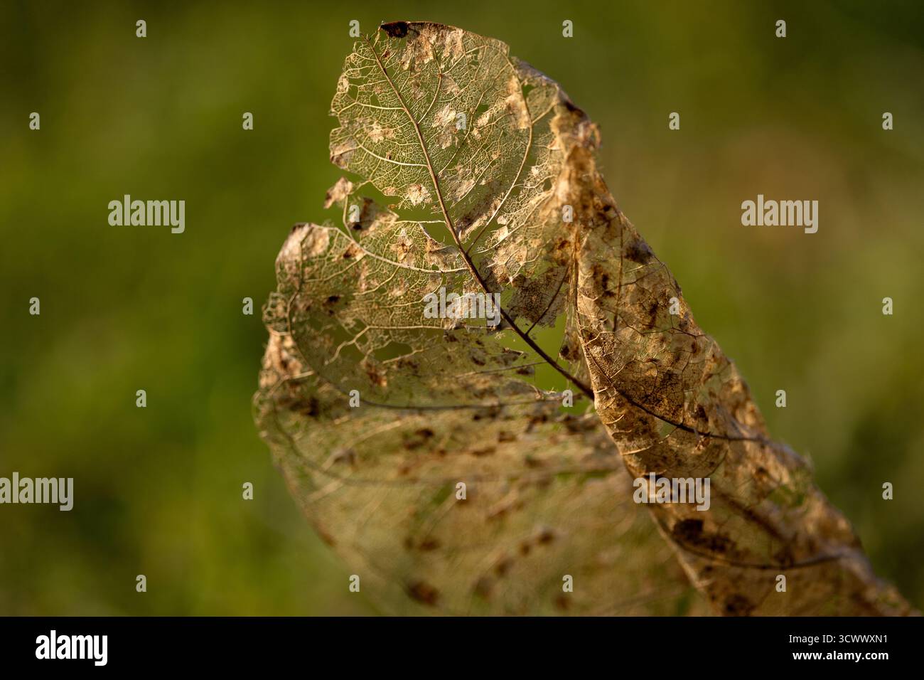 Gros plan d'une feuille en décomposition révélant des veines et des textures complexes, magnifiquement mises en évidence sur un fond vert flou doux. Banque D'Images