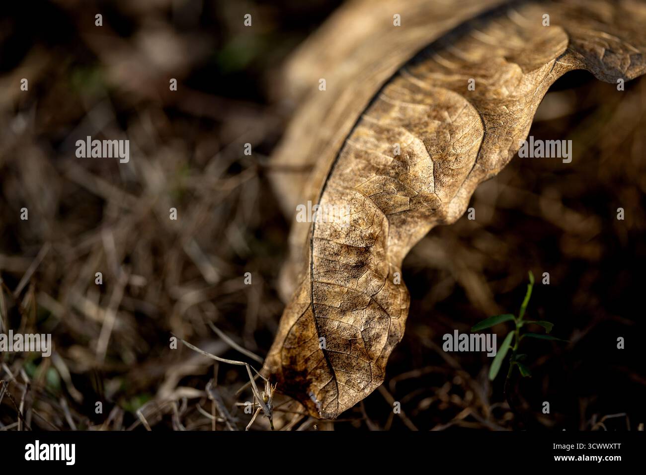Gros plan d'une feuille en décomposition révélant des veines et des textures complexes, magnifiquement mises en évidence sur un fond vert flou doux. Banque D'Images