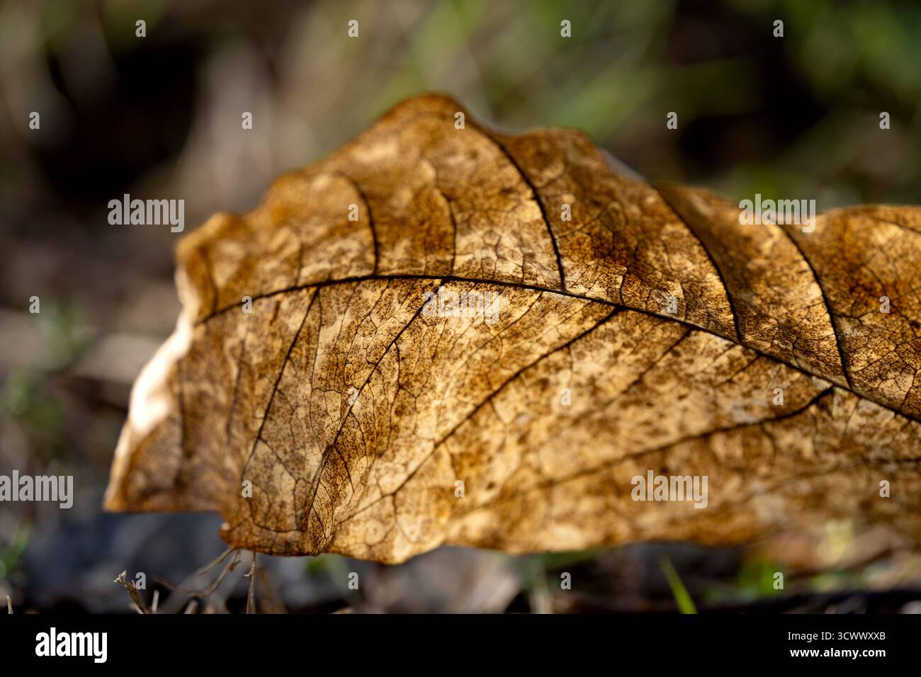 Gros plan d'une feuille en décomposition révélant des veines et des textures complexes, magnifiquement mises en évidence sur un fond vert flou doux. Banque D'Images
