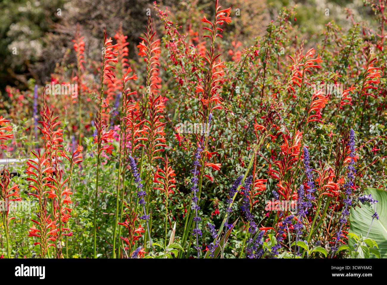 Gros plan d'un grand amas de plantes à fleurs Chasmanthe floribunda rouge vif dans le jardin dans le Devon, Royaume-Uni Banque D'Images