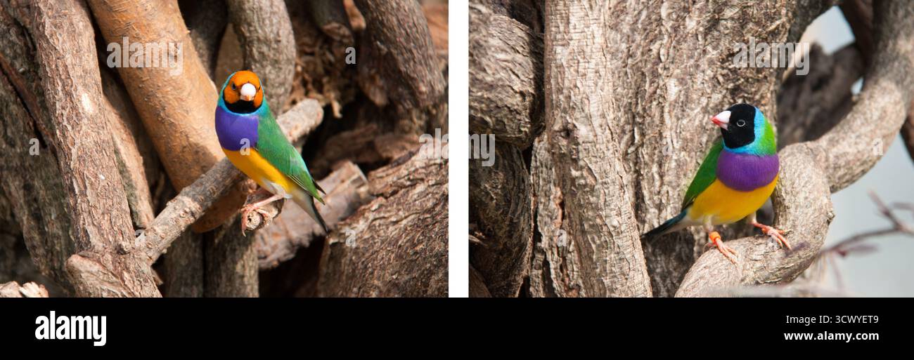 L'Gouldian finch ou Erythrura gouldiae, homme, aka the Lady Gouldian Finch, Goulds finch ou l'arc en ciel finch Banque D'Images