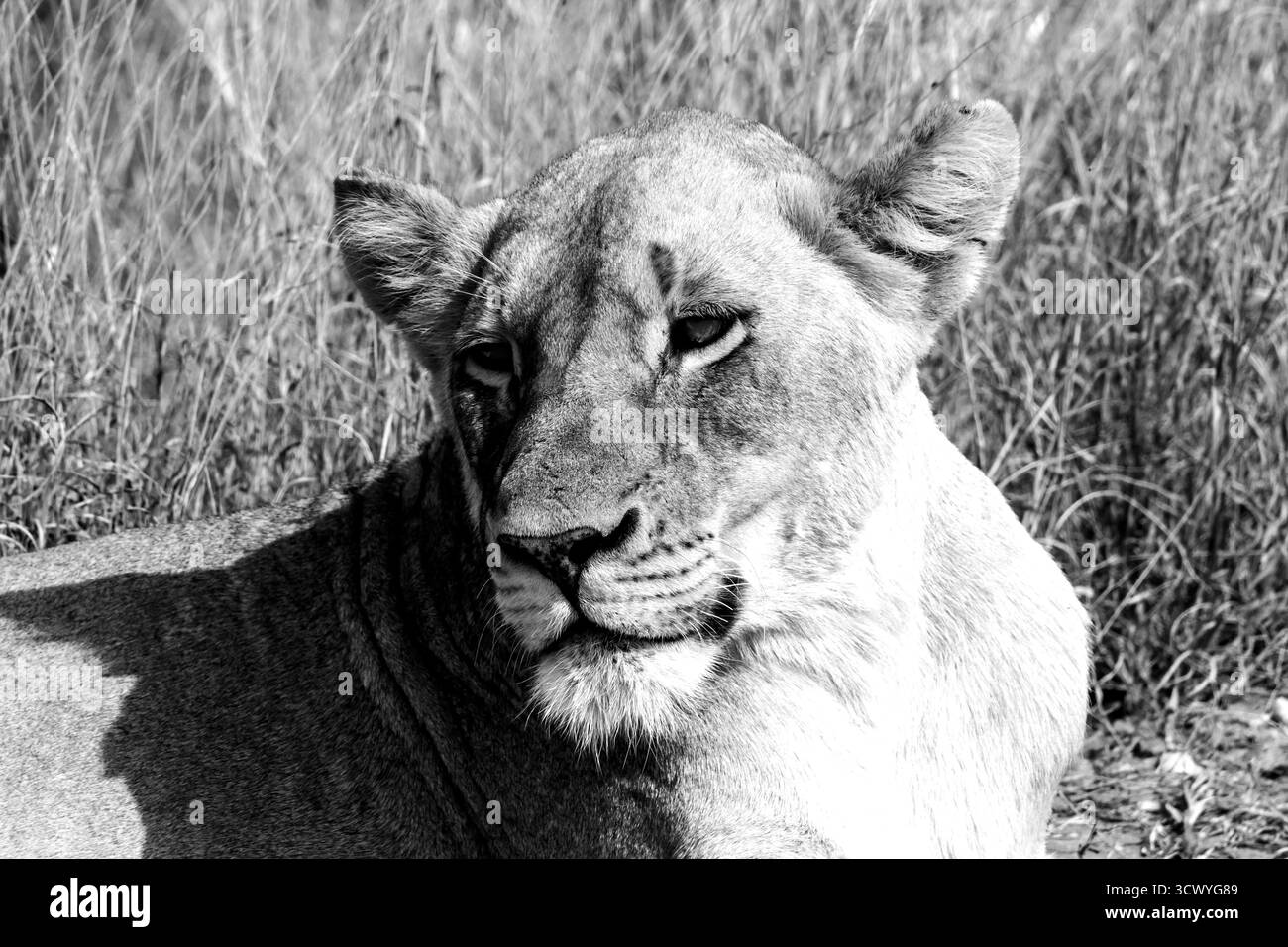 Photo en noir et blanc du visage d'une majestueuse lionne, couchée dans la nature sauvage africaine. Banque D'Images