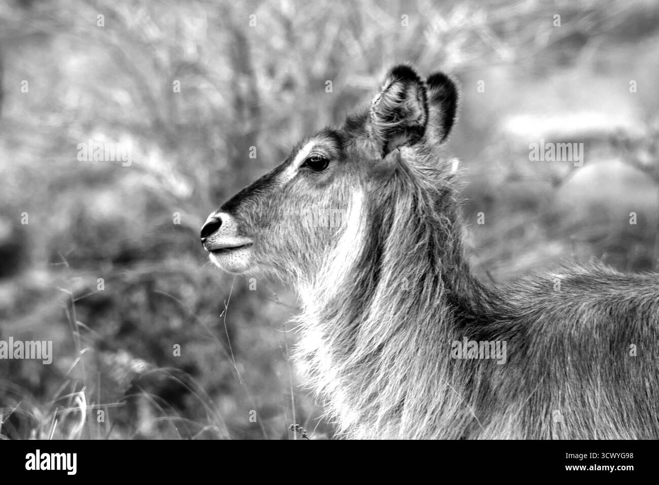 Vue latérale de la tête d'une vache waterbuck, en noir et blanc Banque D'Images