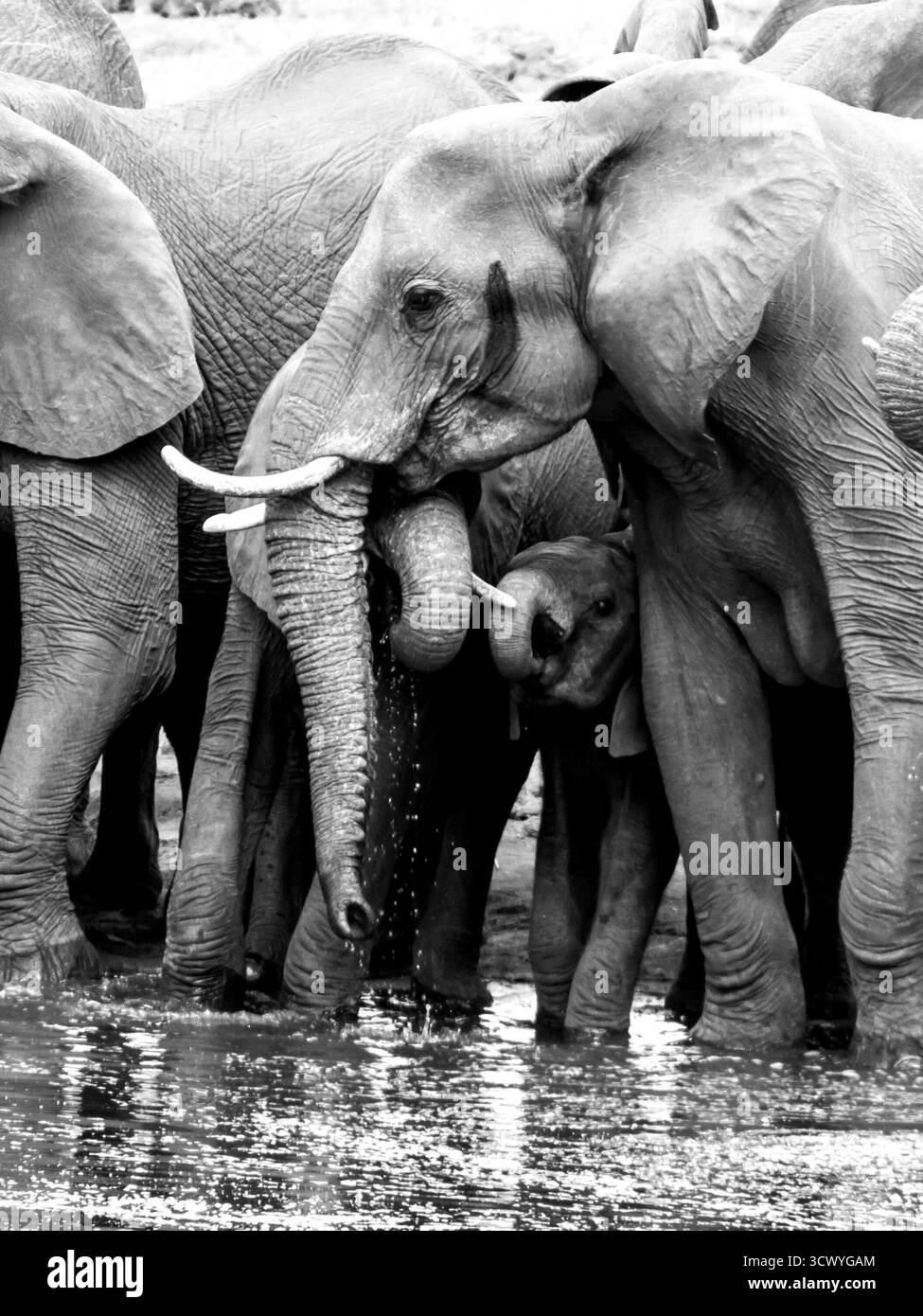 Un troupeau d’éléphants, avec les jeunes sous la tête de maman, buvant dans un point d’eau dans le parc national Kruger en Afrique du Sud. Banque D'Images