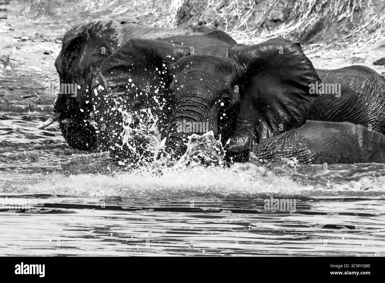Vue en noir et blanc d'une grande baignade africaine et éclaboussure s'amusant dans l'eau. Banque D'Images