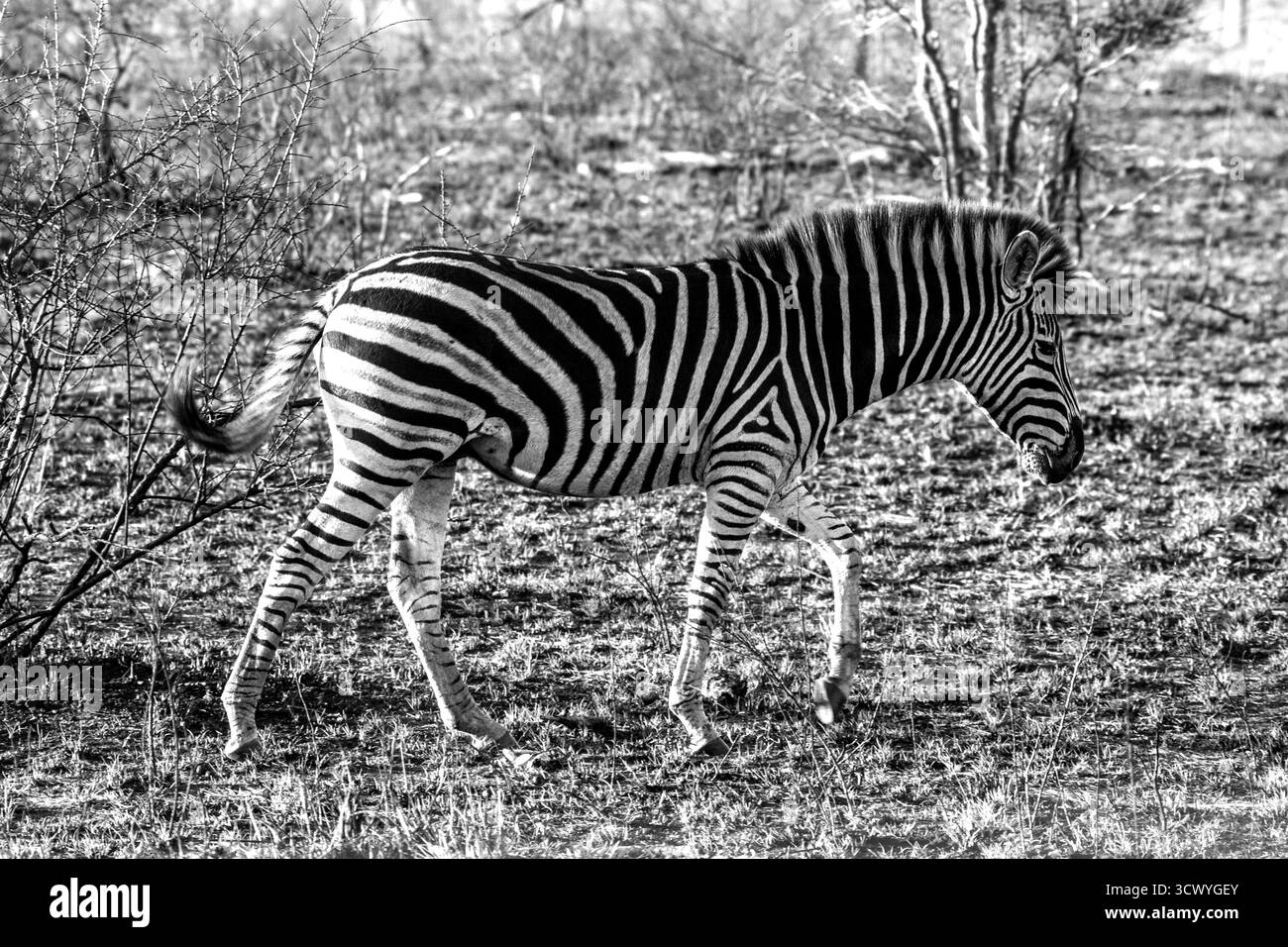 Un zèbre marchant à travers le Bushveld du parc national Kruger, avec de l'herbe très courte, en noir et blanc Banque D'Images