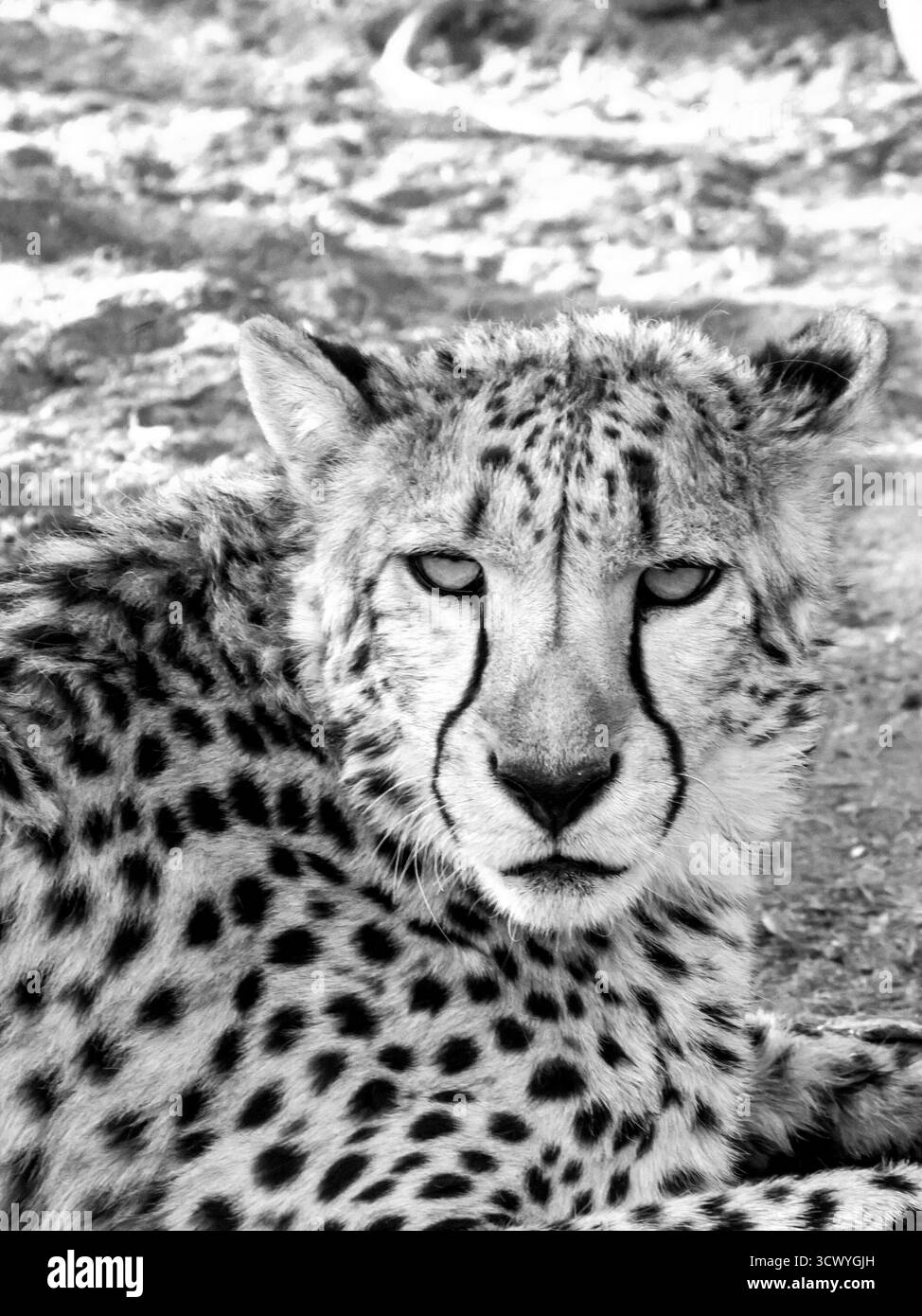 Vue en noir et blanc du regard intense d'un guépard. Banque D'Images