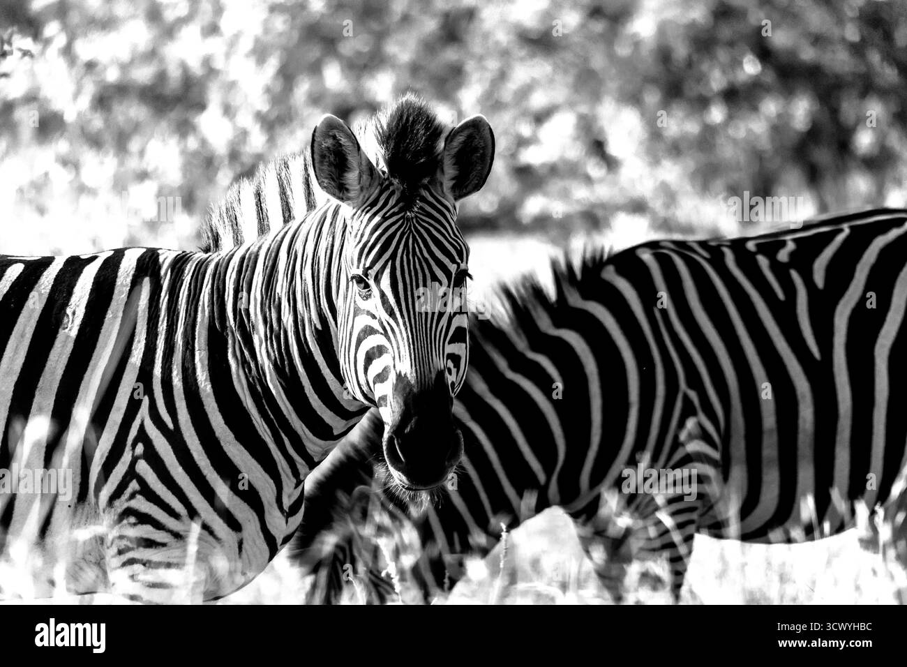 Photo en noir et blanc d'un zèbre regardant la Camara, dans le parc national Kruger en Afrique du Sud. Banque D'Images