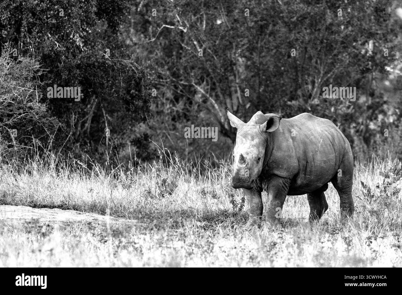 Photo en noir et blanc d'un bébé rhinocéros blanc du sud (Ceratotherium simum) dans le parc national Kruger en Afrique du Sud, Banque D'Images