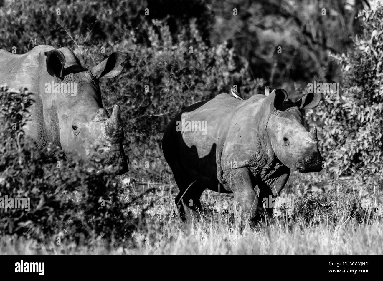 Jeune veau rhinocéros blanc du Sud, avec sa mère venant des buissons en arrière-plan en noir et blanc. Banque D'Images