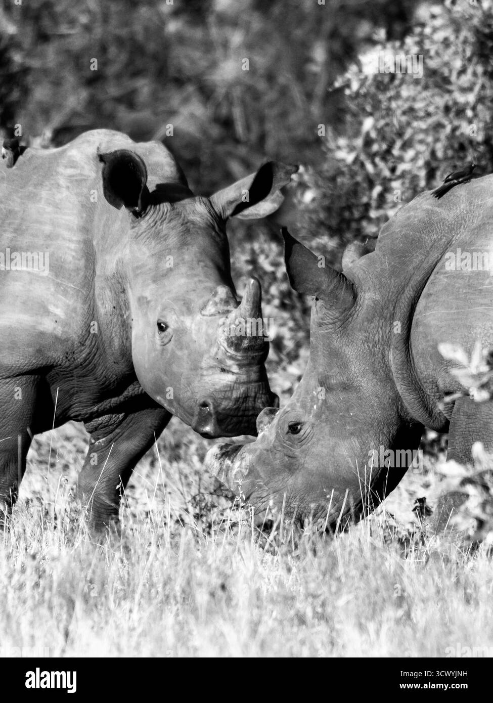 Deux rhinocéros blancs (Ceratotherium simum) en noir et blanc, dans le parc national Kruger en Afrique du Sud. Banque D'Images