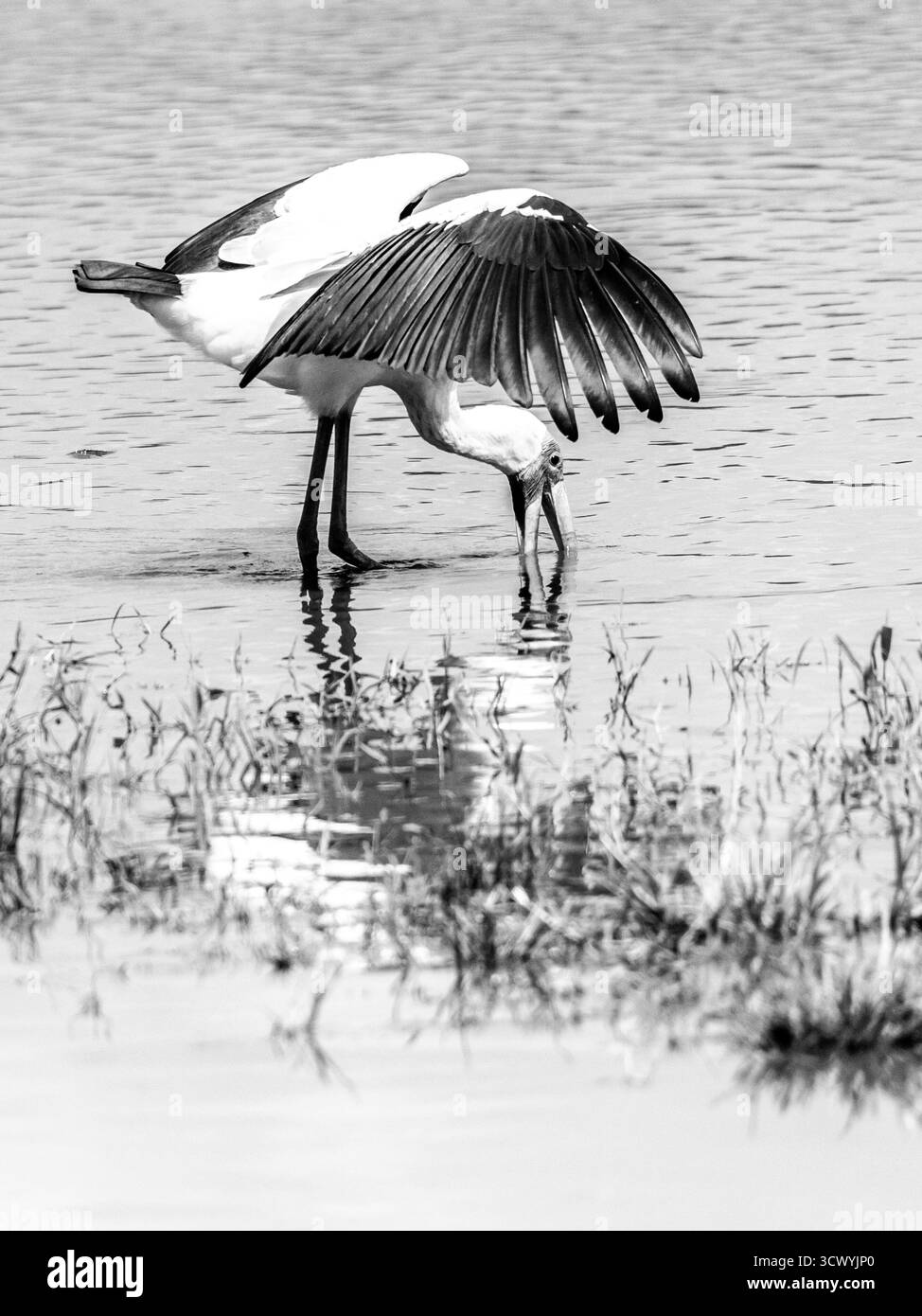 Cigogne à bec jaune, chasse occupée, avec ses ailes déployées, en noir et blanc Banque D'Images