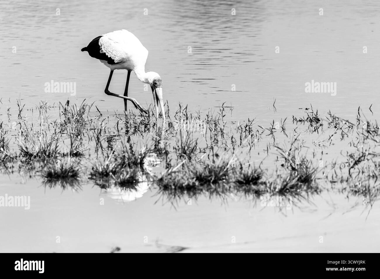Chasse à la cigogne à bec jaune à la recherche de petits poissons cachés dans l'herbe submergée le long du bord du barrage Sunset dans le parc national Kruger, en noir et blanc Banque D'Images