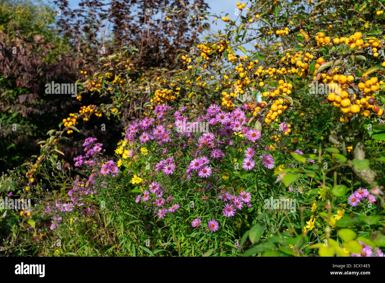 Jardin de campagne anglais en automne avec plantation mature d'arbres mixtes, arbustes et vivaces, y compris Aster Novi-Angliae et Malus 'Golden Hornet'. Banque D'Images