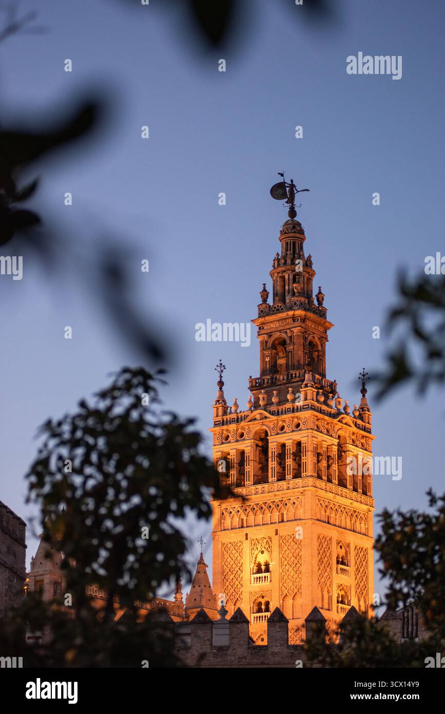 Une vue sur la Giralda, clocher de la cathédrale de Séville, la nuit à travers les arbres voisins. Sud de l'Espagne. Banque D'Images