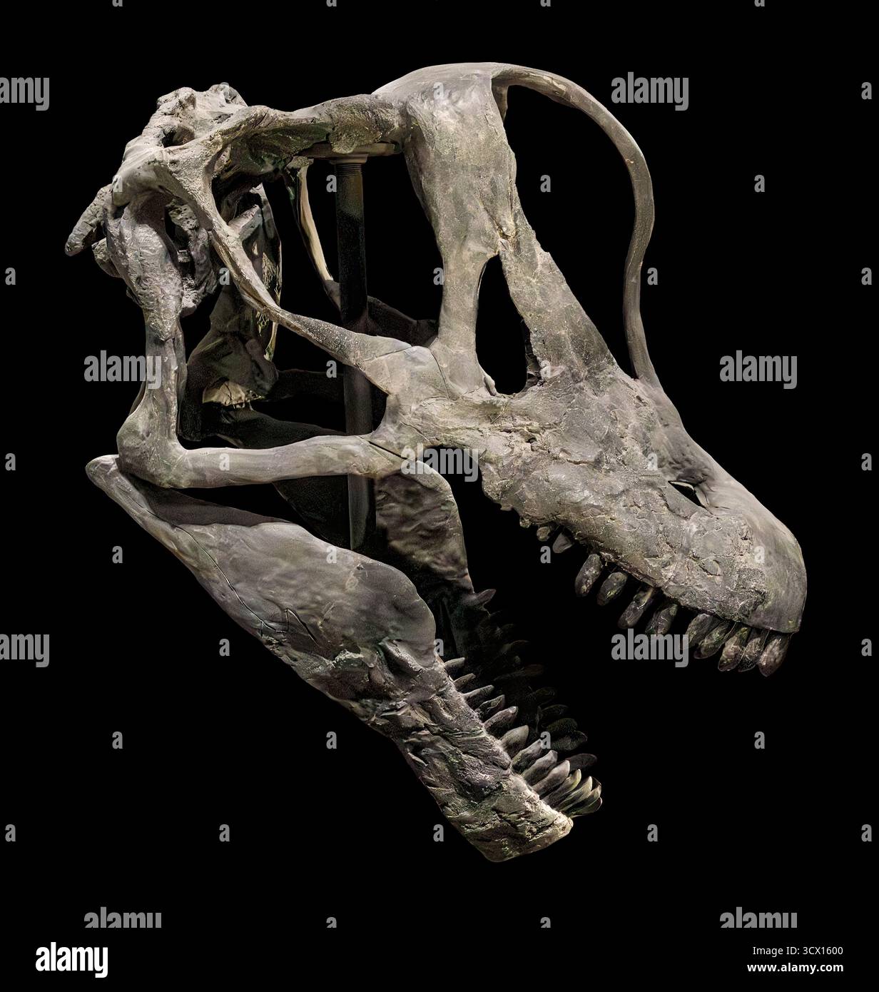 Dinosaure sauropode (Brachiosaurus sp.), Jurassique tardif (154–150 millions d'années), formation de Morrison, Amérique du Nord Banque D'Images