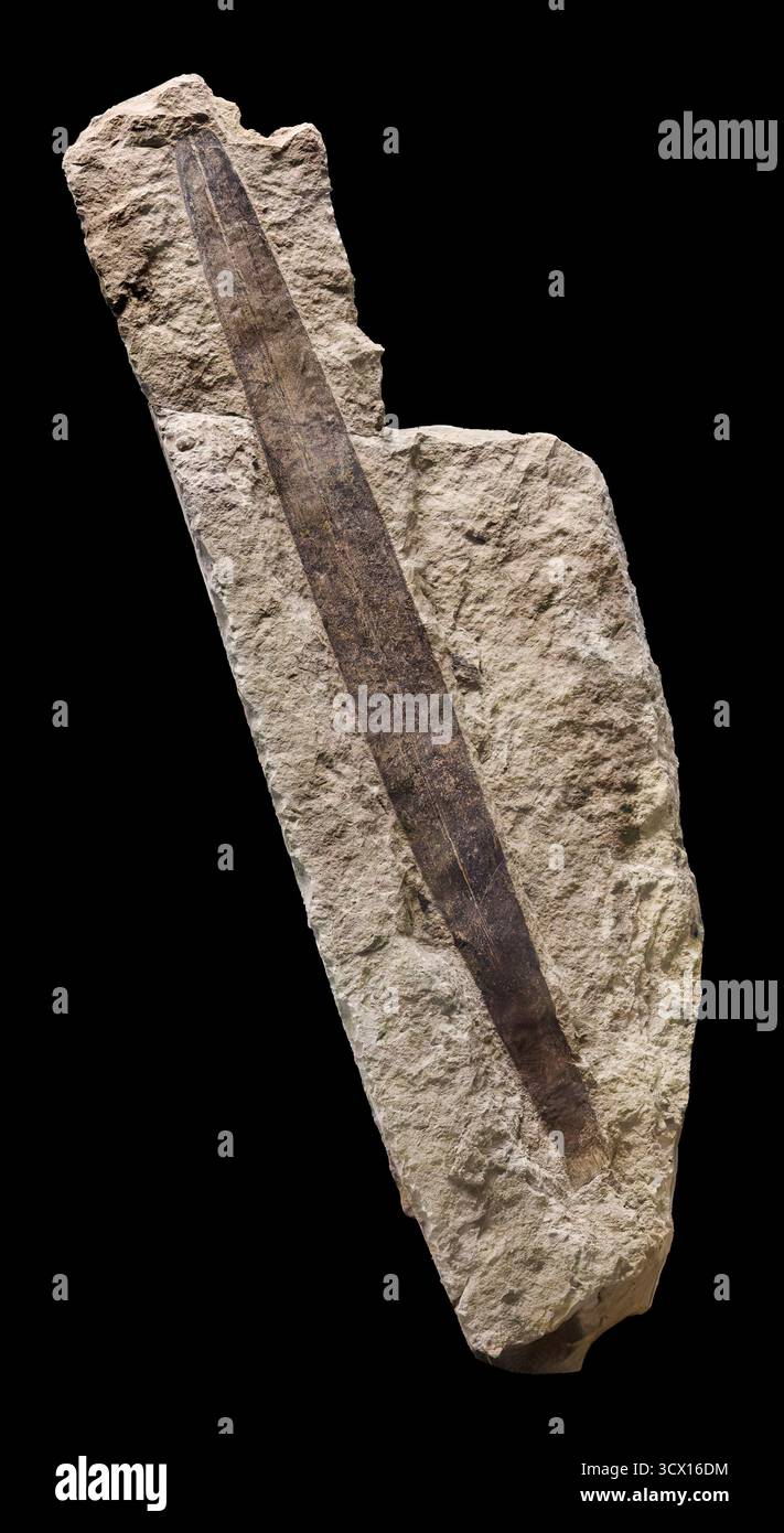 Conifères apparentés (Cordaites principalis), période carbonifère (~300 millions d'années), spécimen fossile de plantes provenant de gisements charbonniers Banque D'Images