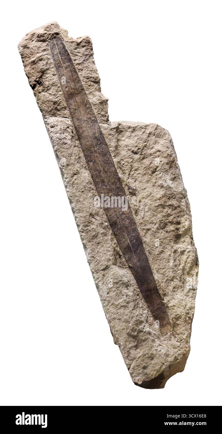 Conifères apparentés (Cordaites principalis), période carbonifère (300 millions d'années), spécimen fossile de plantes provenant de gisements charbonniers Banque D'Images