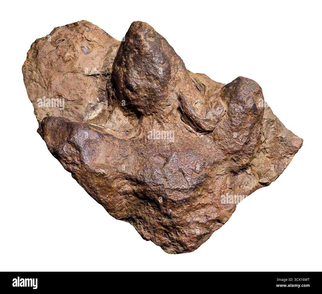 Empreinte de dinosaure (hadrosaure), 95 millions d'années, ère mésozoïque, comté de Bent, Colorado, États-Unis. Banque D'Images