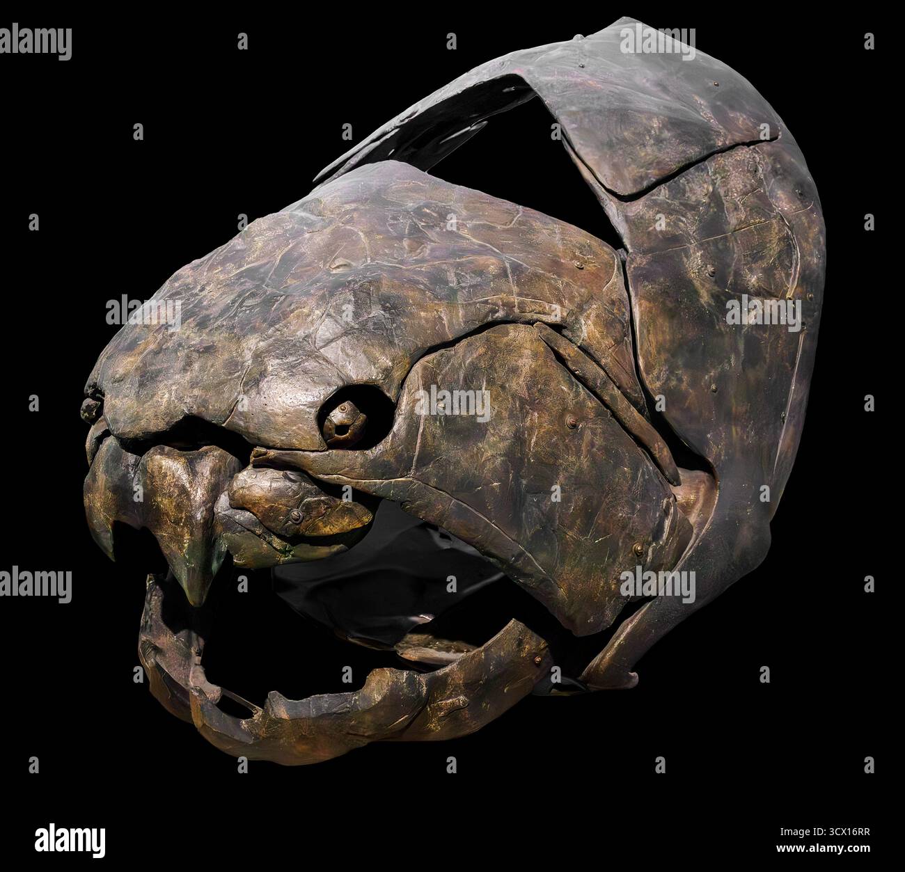 Fonte du crâne de Dunkleosteus (réplique), Dévonien tardif (358–382 millions d'années), poisson placoderme blindé et prédateur apex avec plaques de mâchoire à lames. Banque D'Images