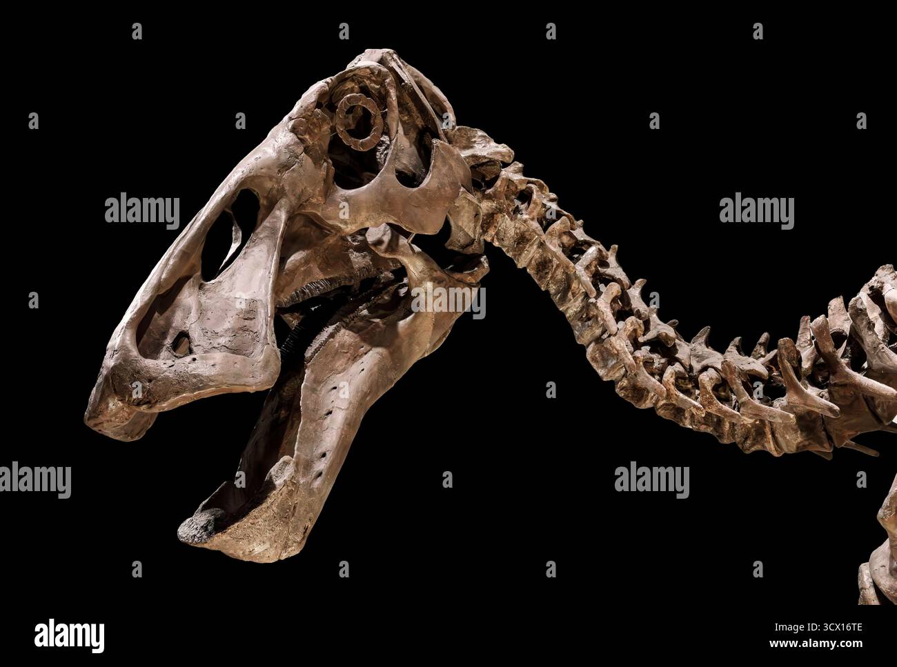 Crâne et cou d'Edmontosaurus (Edmontosaurus sp.), période du Crétacé supérieur (70–66 millions d'années), spécimen fossile, Amérique du Nord Banque D'Images