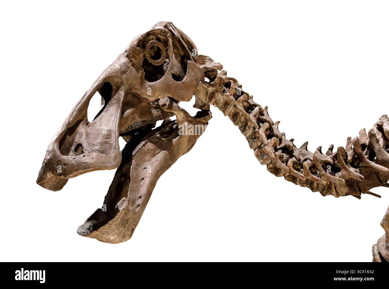 Crâne et cou d'Edmontosaurus (Edmontosaurus sp.), période du Crétacé supérieur (70–66 millions d'années), spécimen fossile, Amérique du Nord Banque D'Images