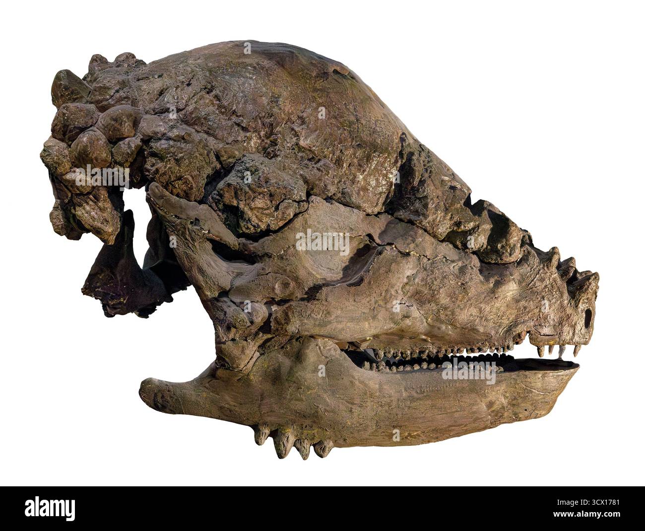 Crâne de dinosaure à tête de dôme (Pachycephalosaurus sp.), période du Crétacé tardif (70–66 millions d'années), formation de Hell Creek, Amérique du Nord Banque D'Images