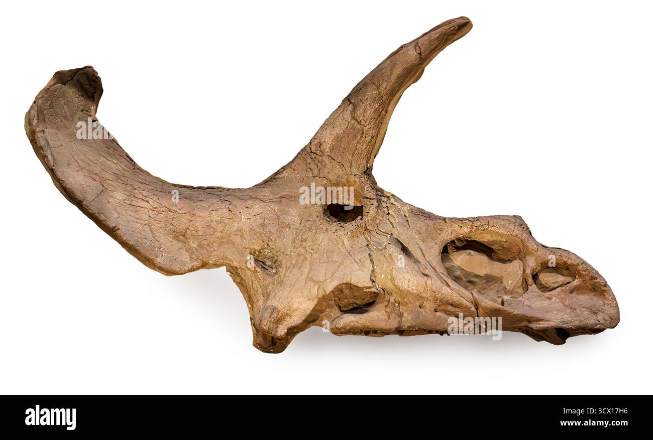 Crâne de Triceratops (Triceratops sp.), période du Crétacé tardif (68–66 millions d'années), formation de Denver, comté d'Adams, Colorado, États-Unis Banque D'Images