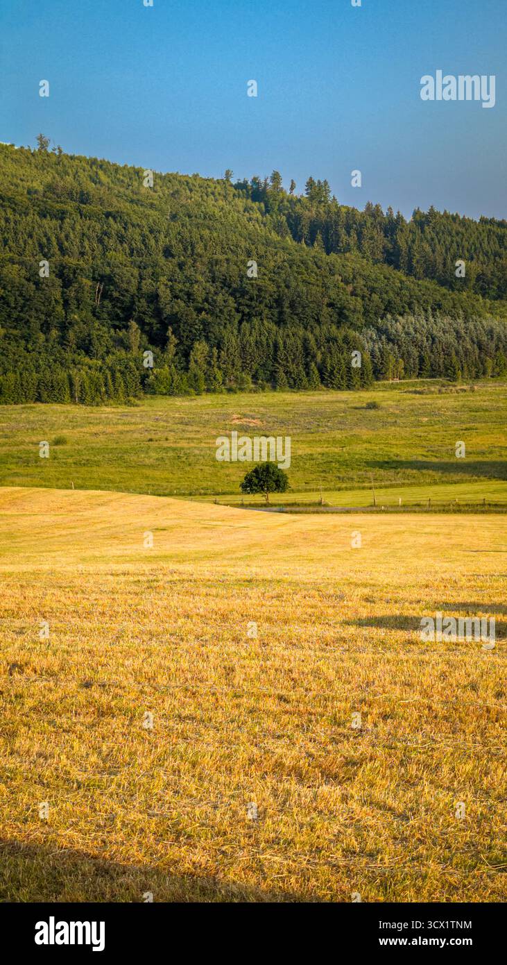 Paysage montagneux d'été pittoresque avec prairie dorée et collines forestières à la lumière du soleil. Banque D'Images