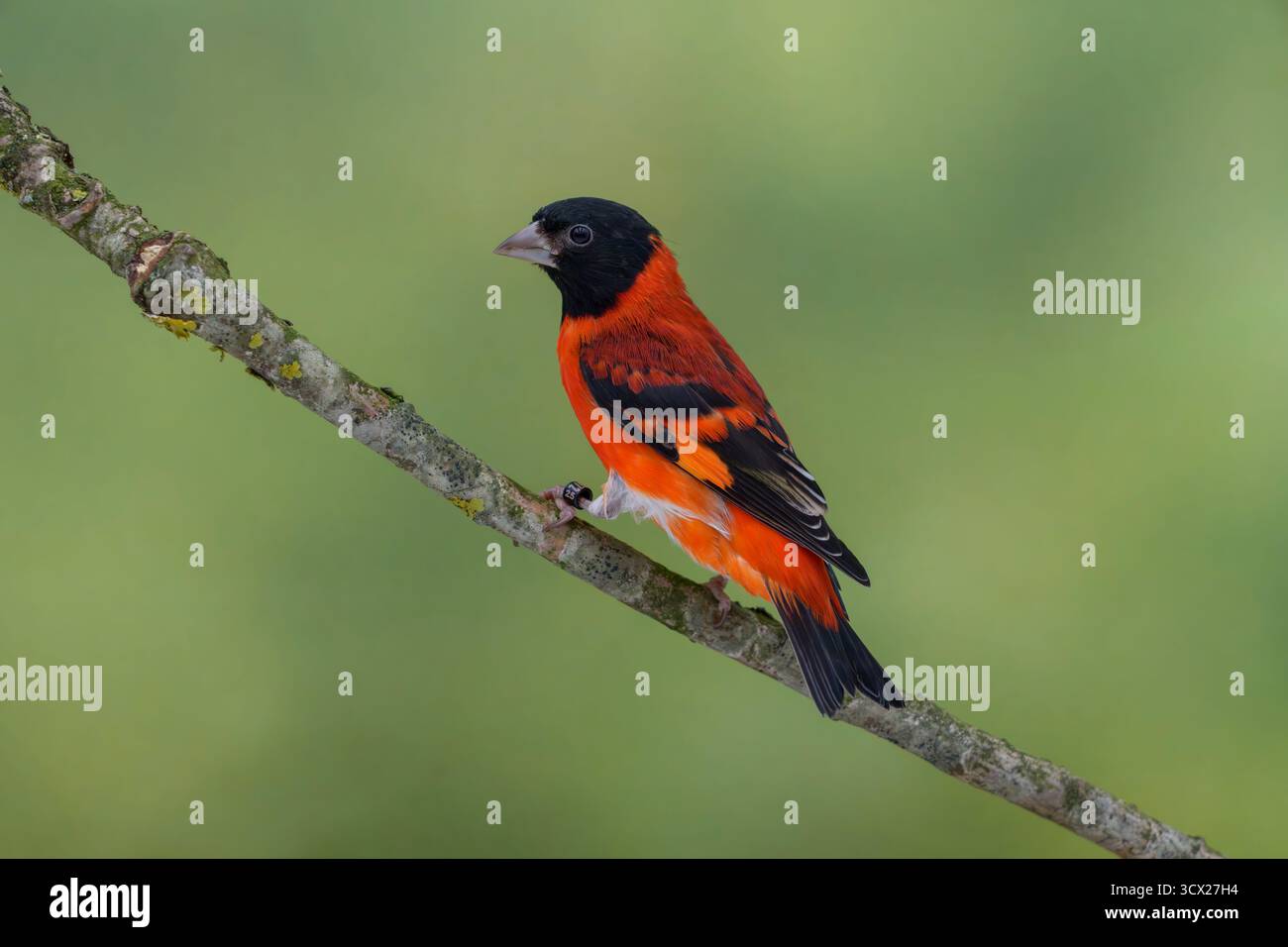 Mâle Siskin rouge, Spinus cucullatus Banque D'Images