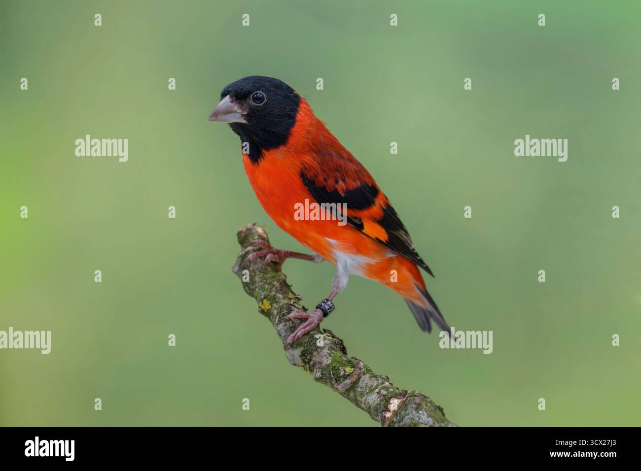 Mâle Siskin rouge, Spinus cucullatus Banque D'Images