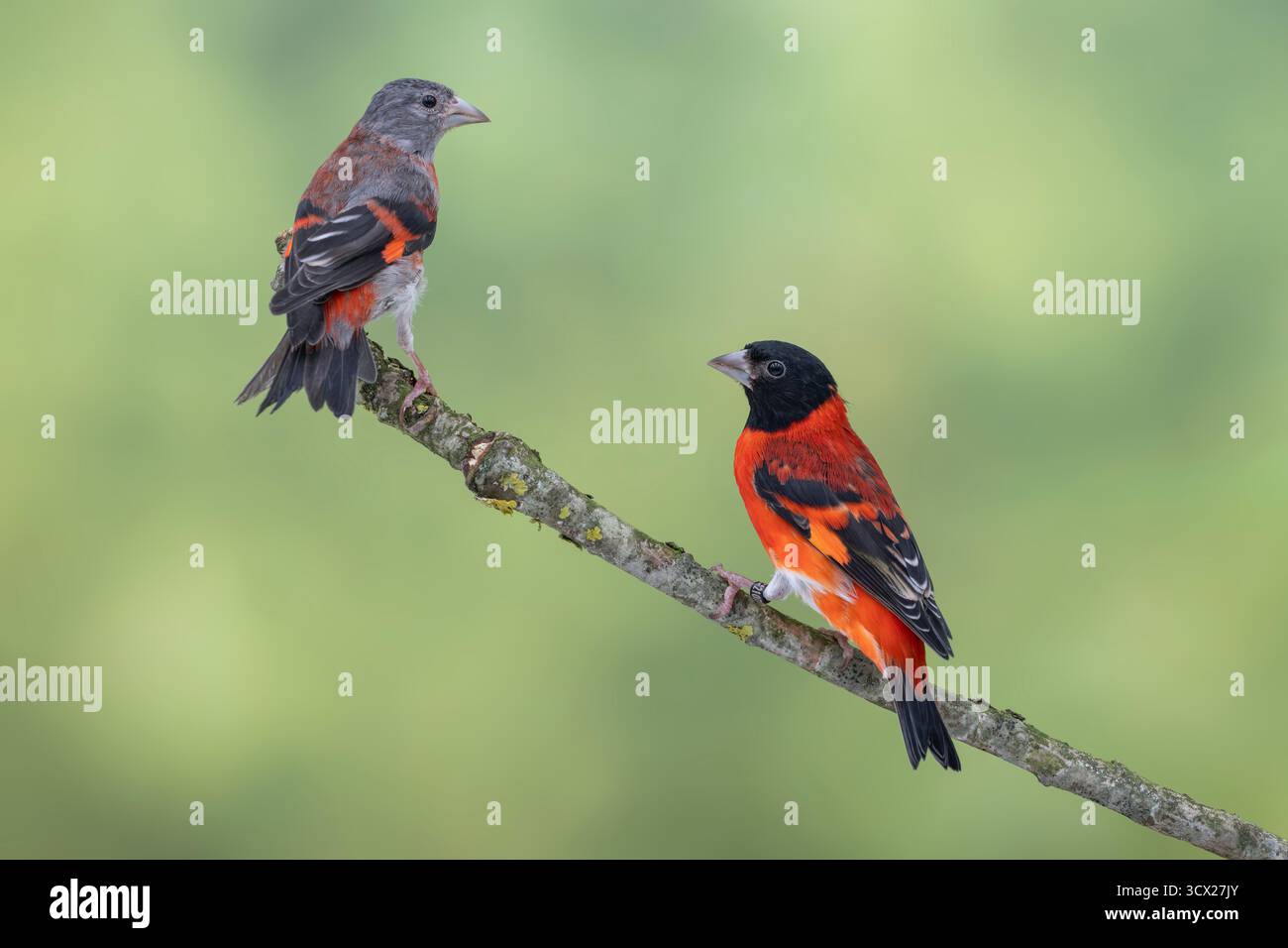 Paire de Siskin rouge, Spinus cucullatus Banque D'Images