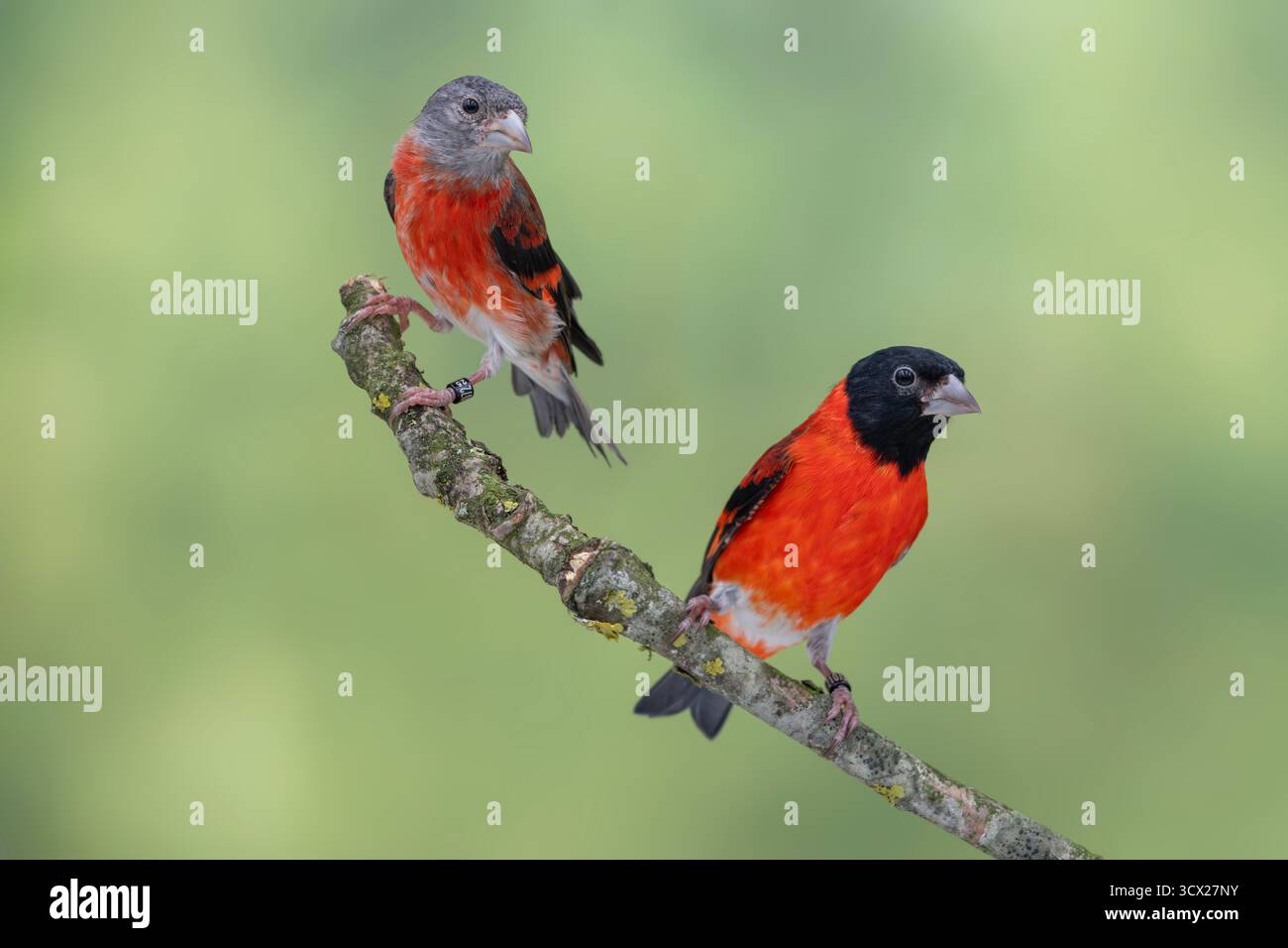 Paire de Siskin rouge, Spinus cucullatus Banque D'Images