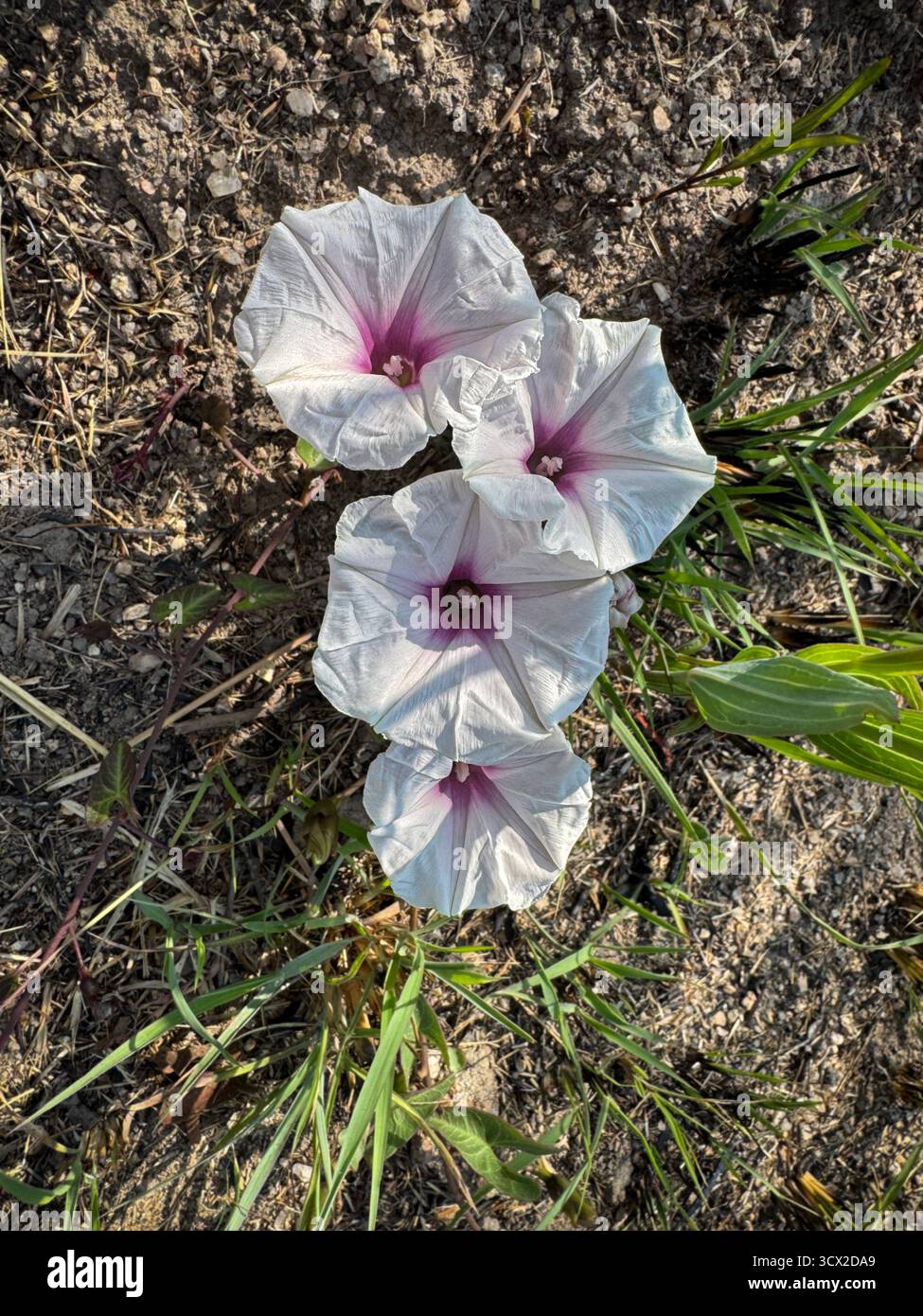 Le blanc rare avec une gorge violette gloire matinale fleurs plutôt que les mauves plus communes à violettes - Image de stock capturée avec un smartphone