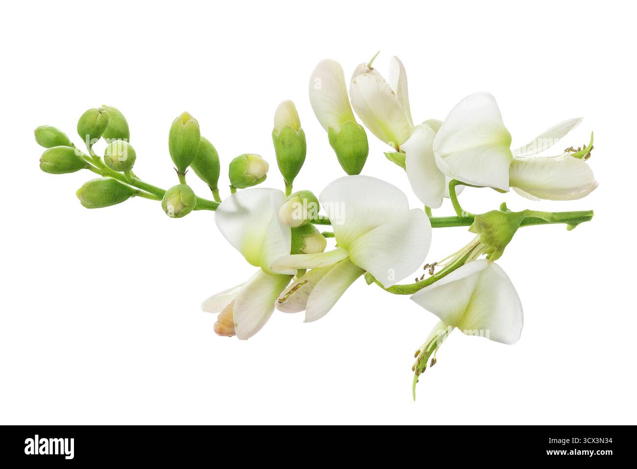Fleurs de Sophora japonica ou Styphnolobium japonicum isolées sur fond blanc Banque D'Images