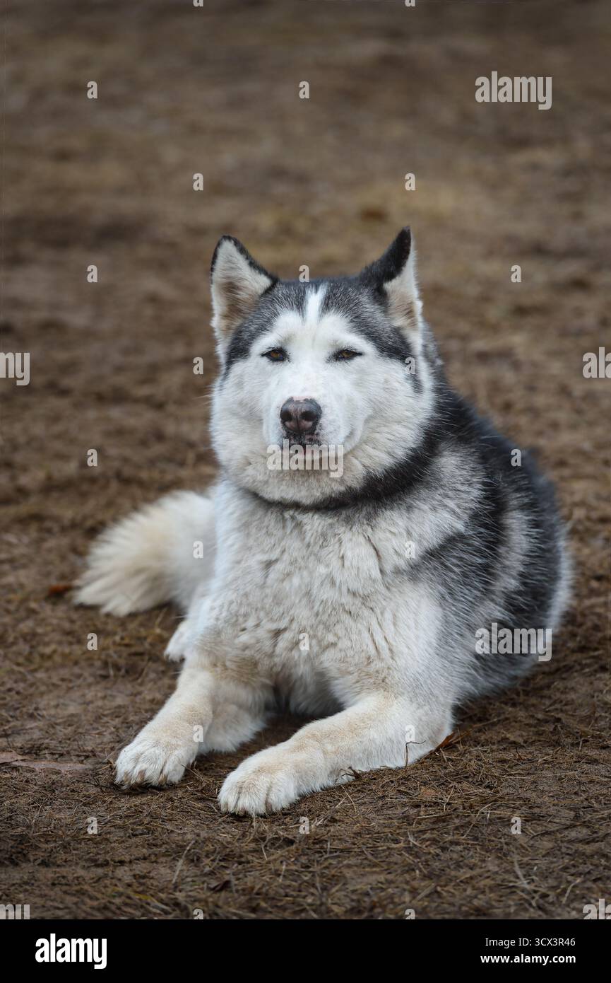 Chien de traîneau assis dans Yard Ears piqué - race Husky Banque D'Images