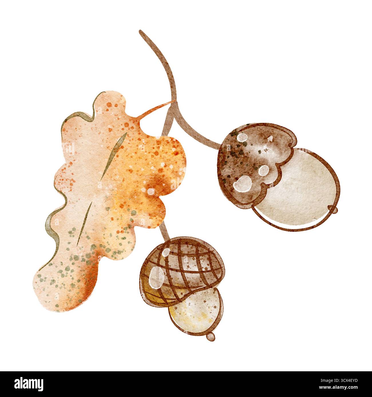 Branche de chêne avec feuille et Aquarelle Gland illustration Banque D'Images