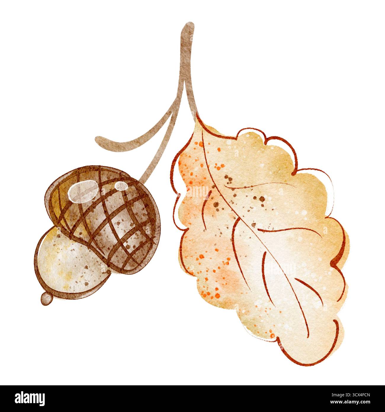 Branche de chêne avec feuille et Aquarelle Gland illustration Banque D'Images
