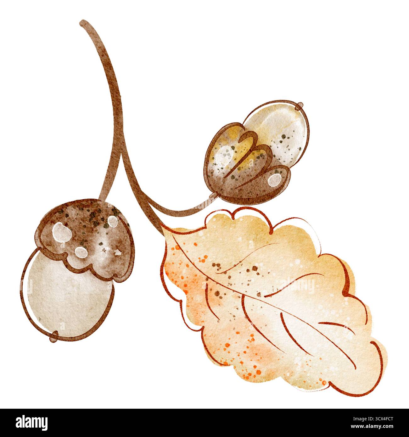 Branche de chêne avec feuille et Aquarelle Gland illustration Banque D'Images