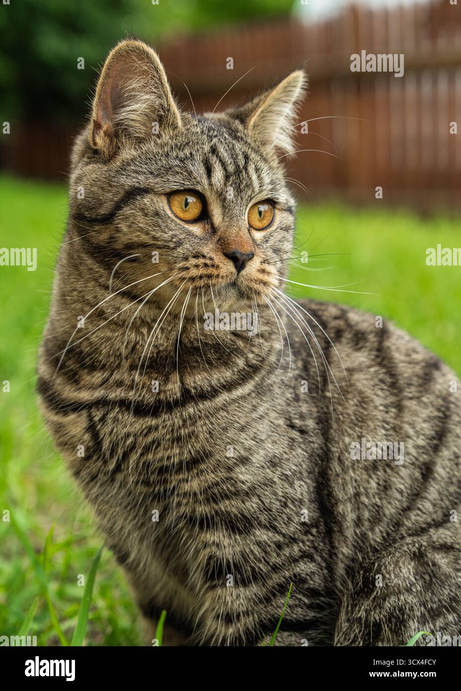 Chat Paresseux Et Endormi élégant Continue Le Dessin Au Trait | Vecteur