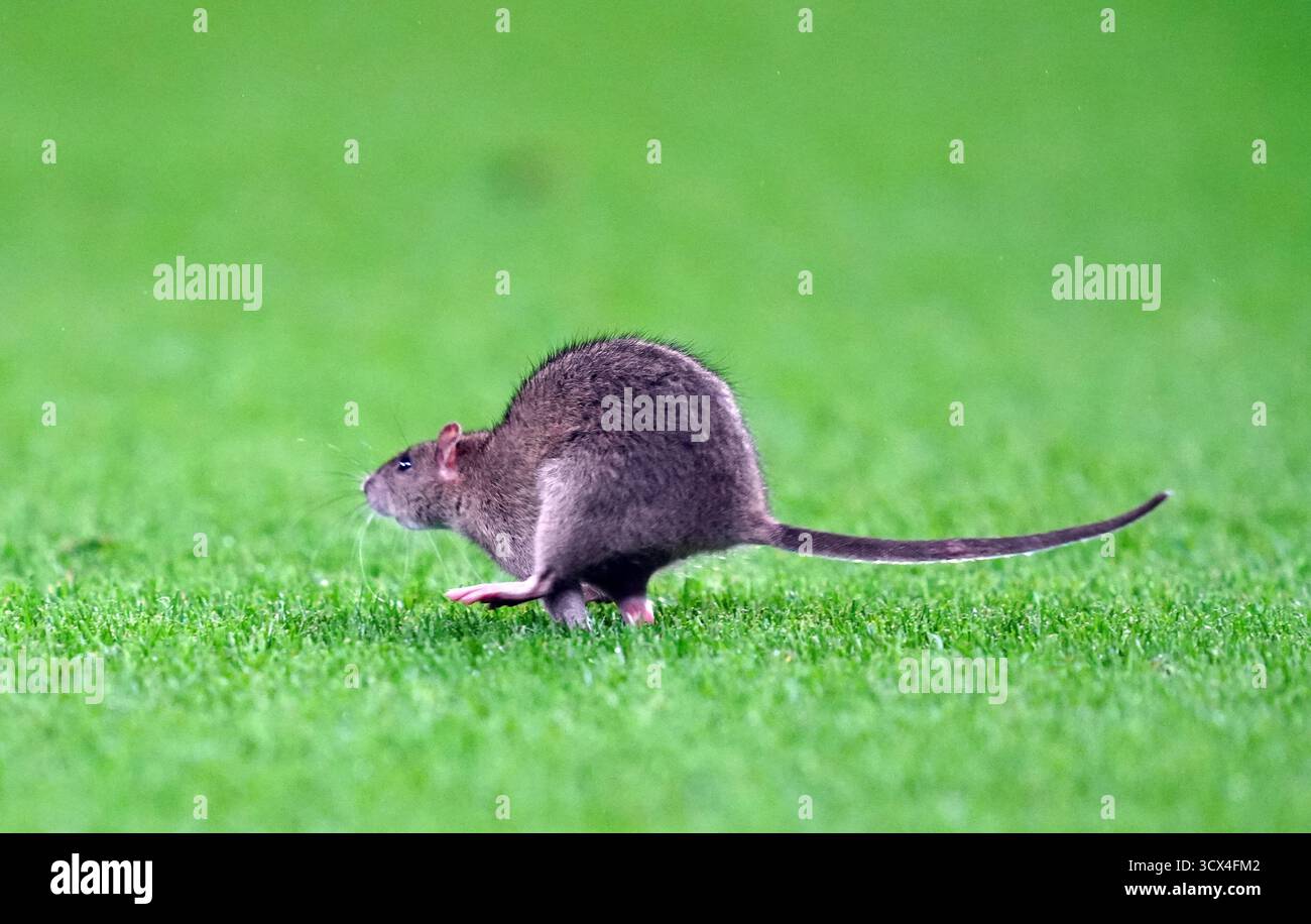 Un rat sur le terrain lors du match de qualification européen de la Coupe du monde de la FIFA au stade de Cardiff City. Date de la photo : lundi 13 octobre 2025. Banque D'Images