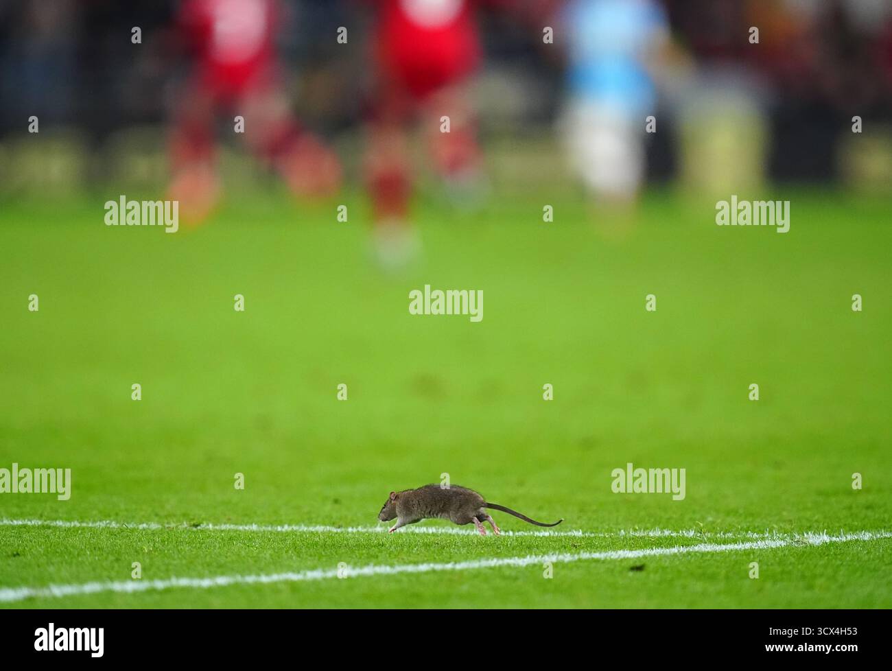Un rat sur le terrain lors du match de qualification européen de la Coupe du monde de la FIFA au stade de Cardiff City. Date de la photo : lundi 13 octobre 2025. Banque D'Images